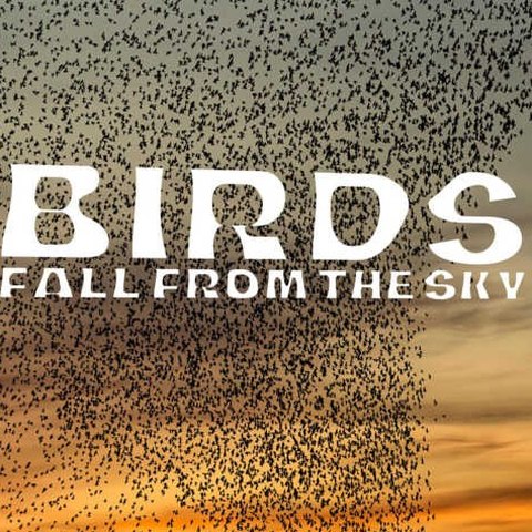 Birds Fall From the Sky artwork